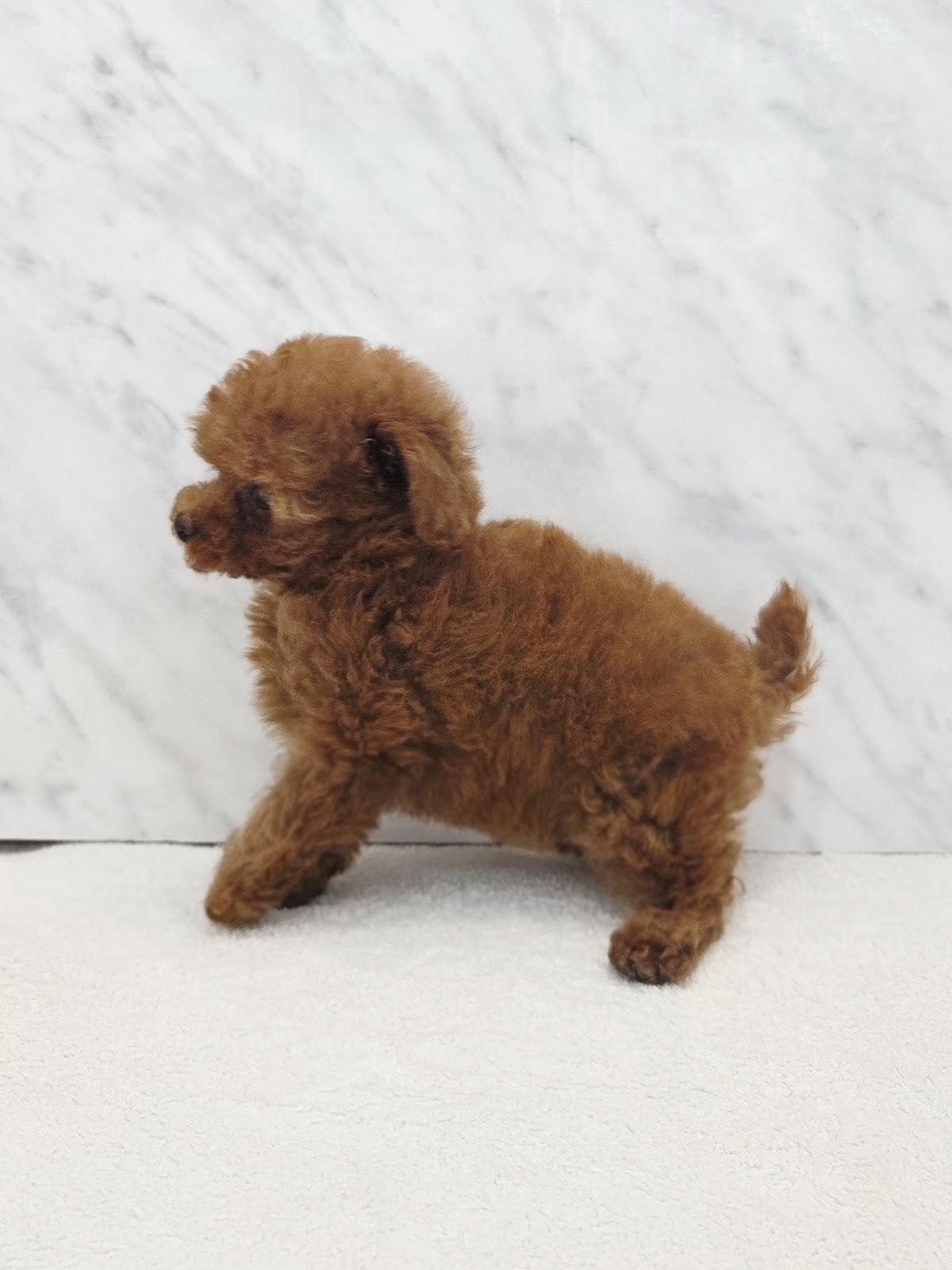 タイニープードルの写真2