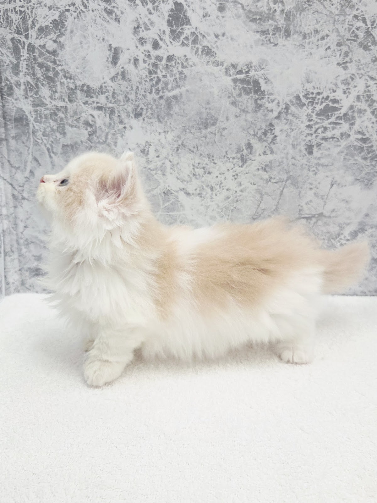 ミヌエットの写真2