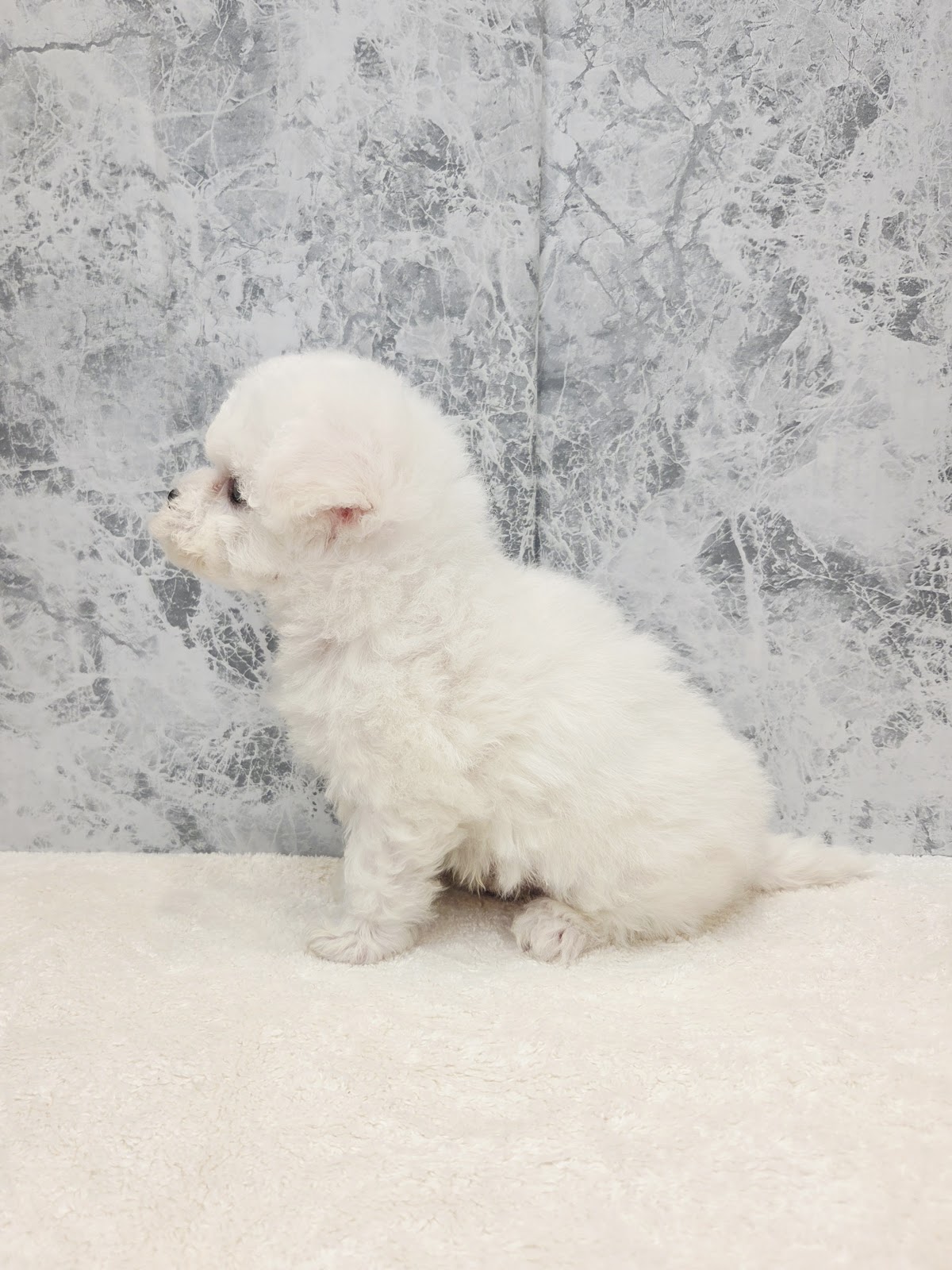 ビションフリーゼの写真2