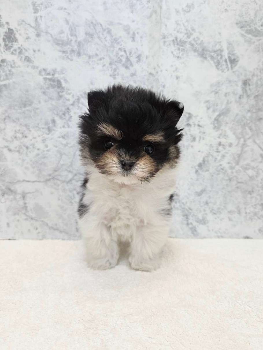 マルチーズ×ポメラニアンの写真