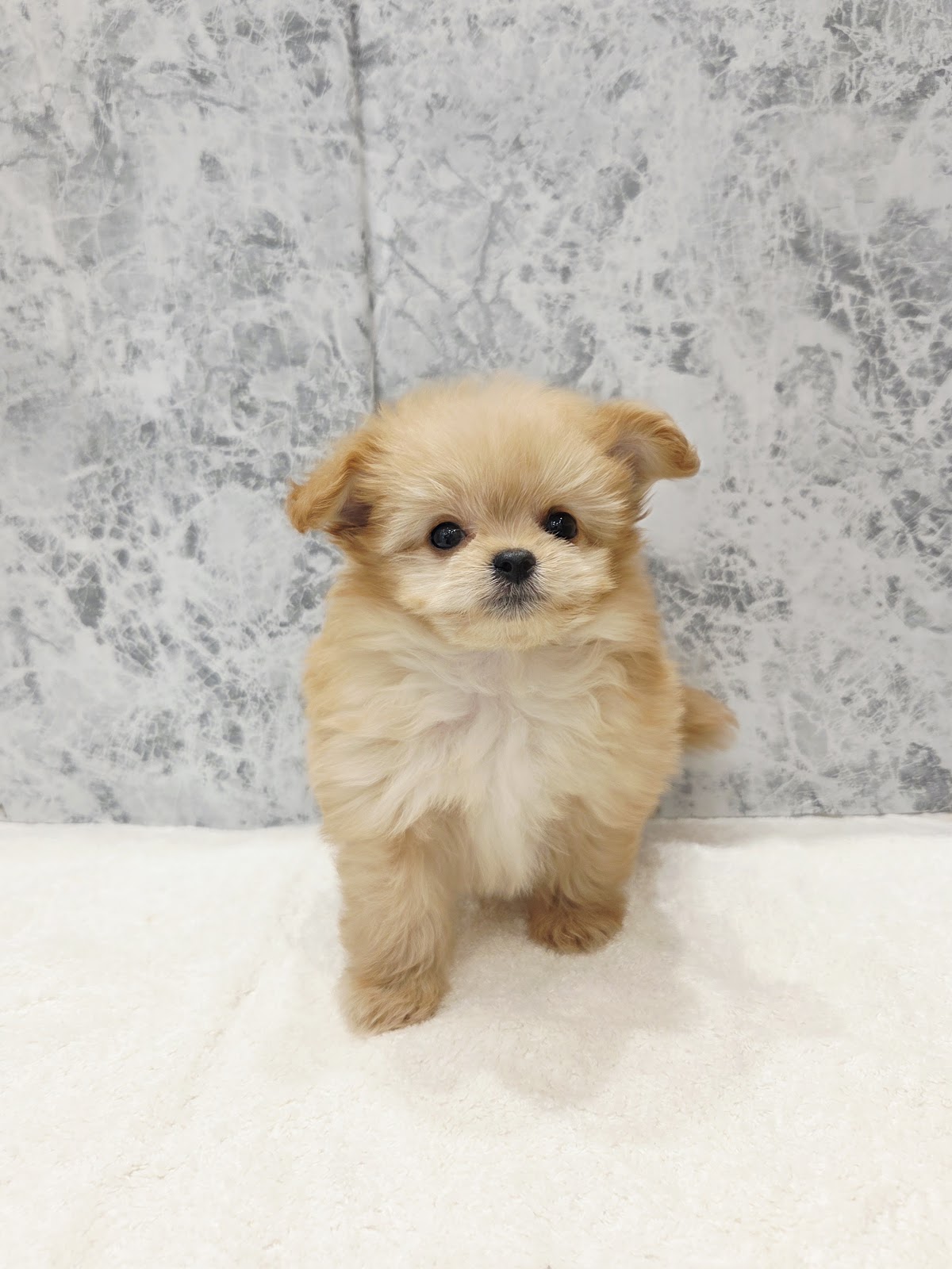 トイプードル×ポメラニアンの写真