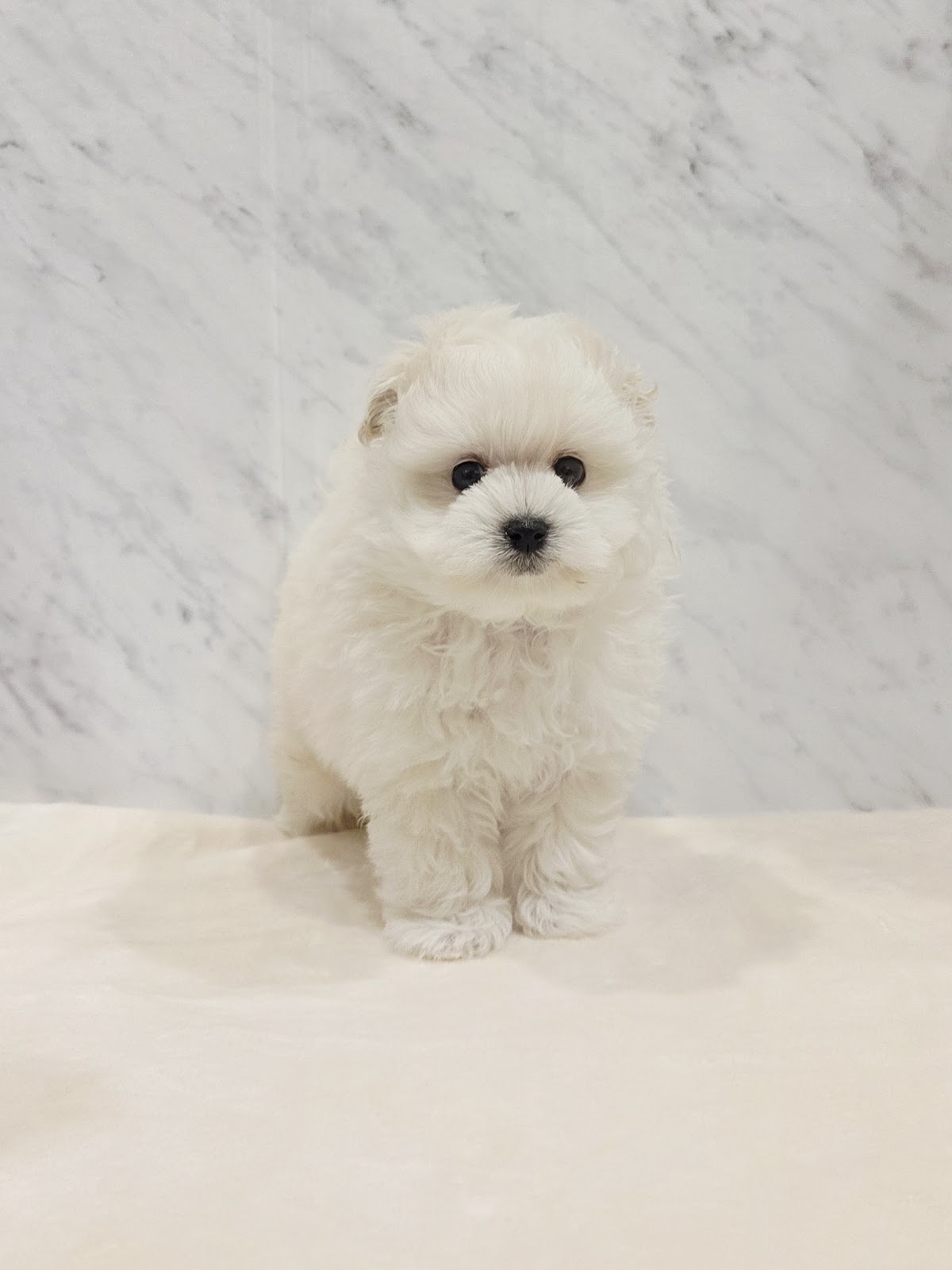 トイプードル×ポメラニアン