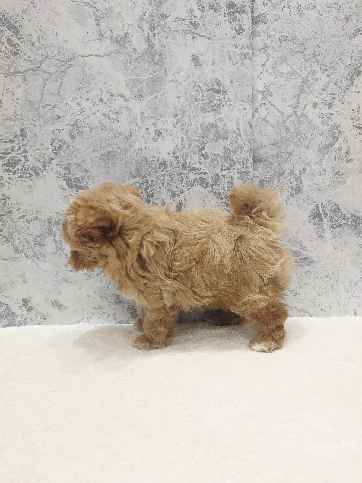 トイプードル×マルチーズの写真2