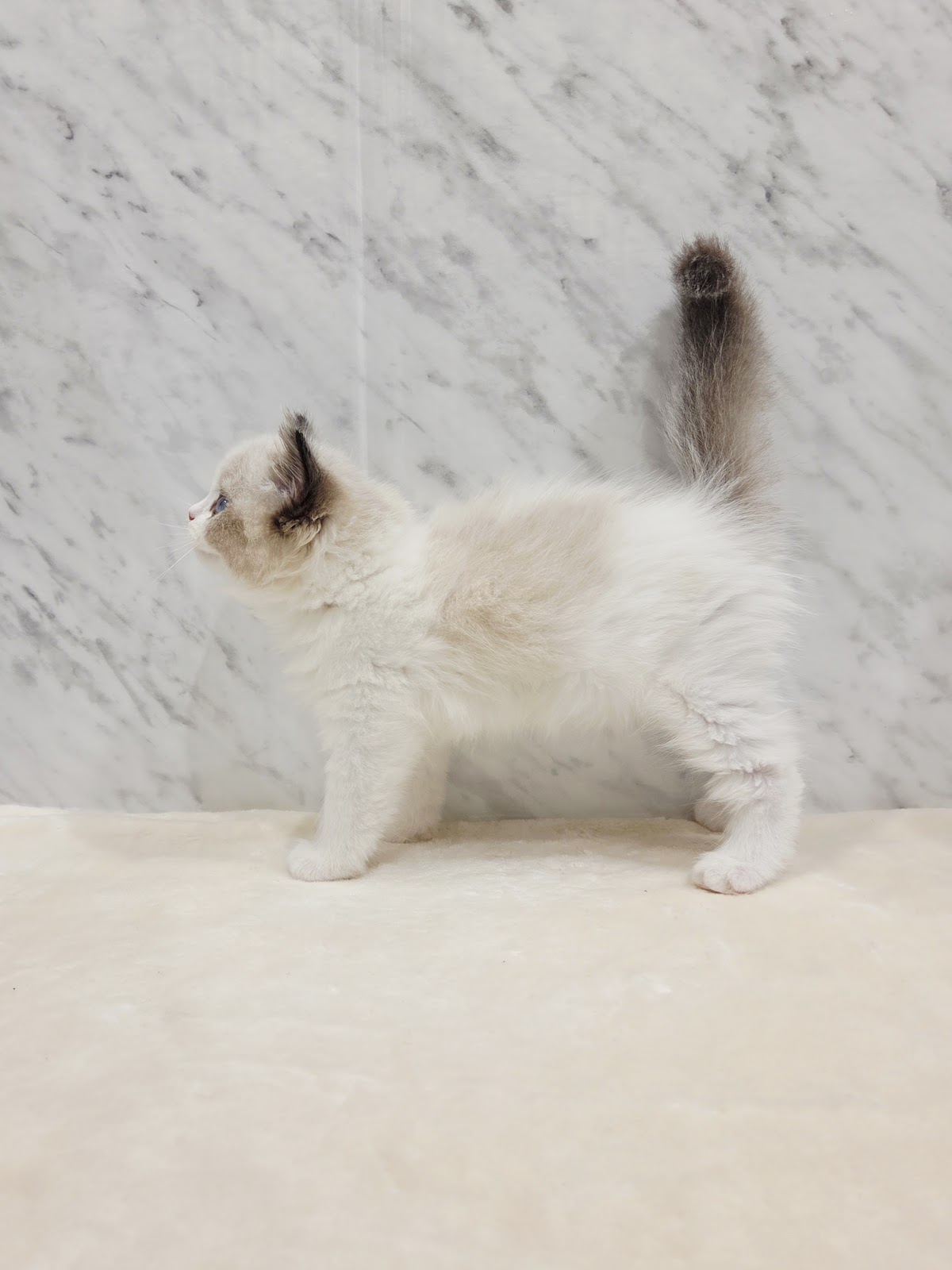 ラグドールの写真2