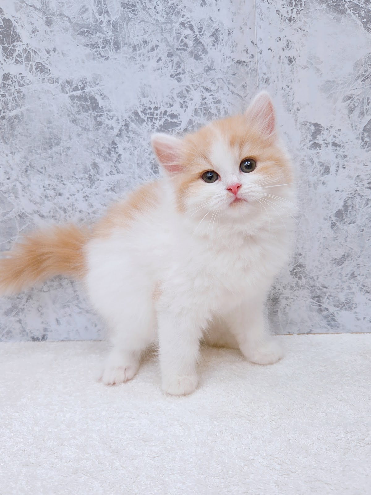 サイベリアンの写真3