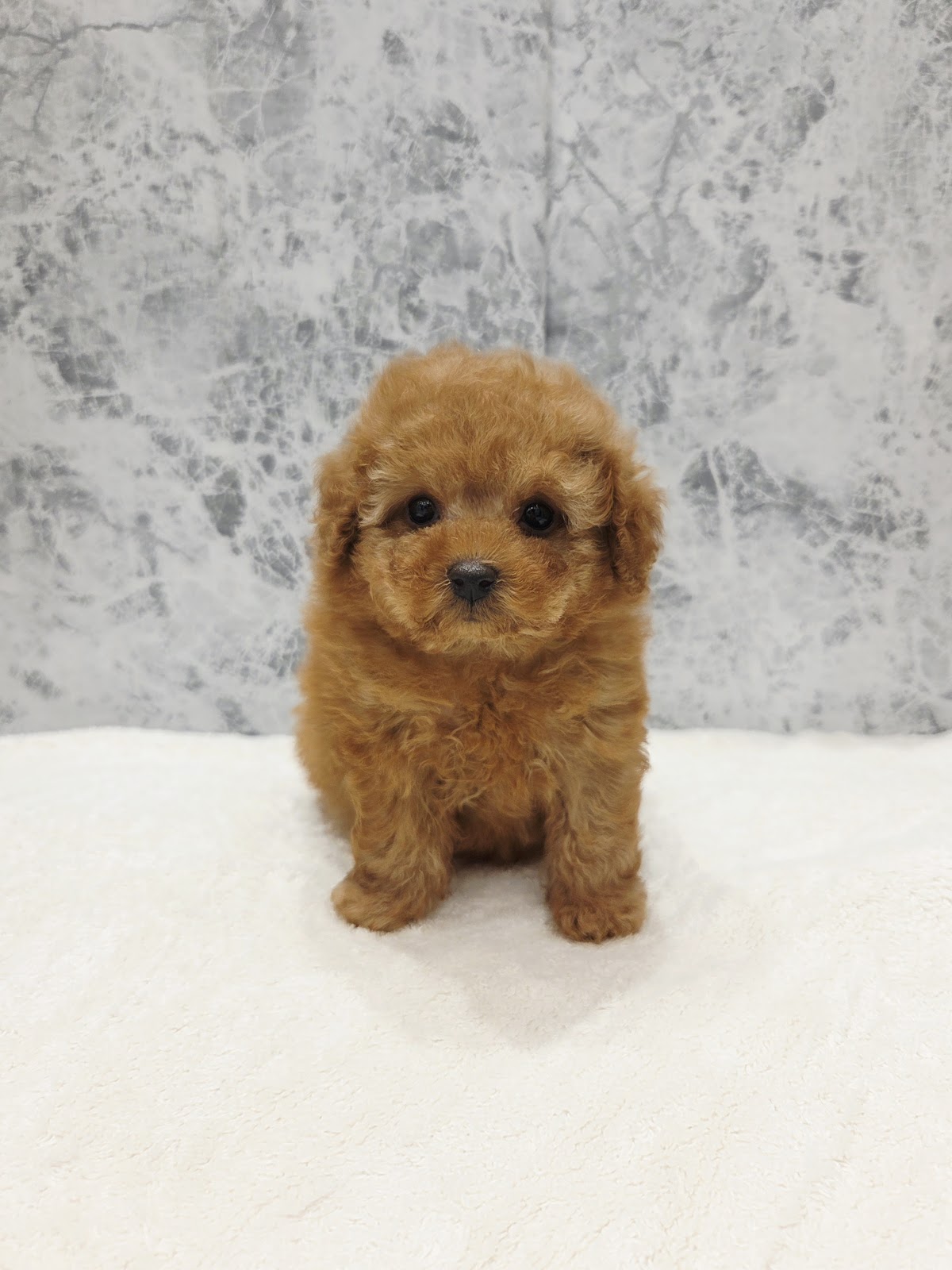 タイニープードル