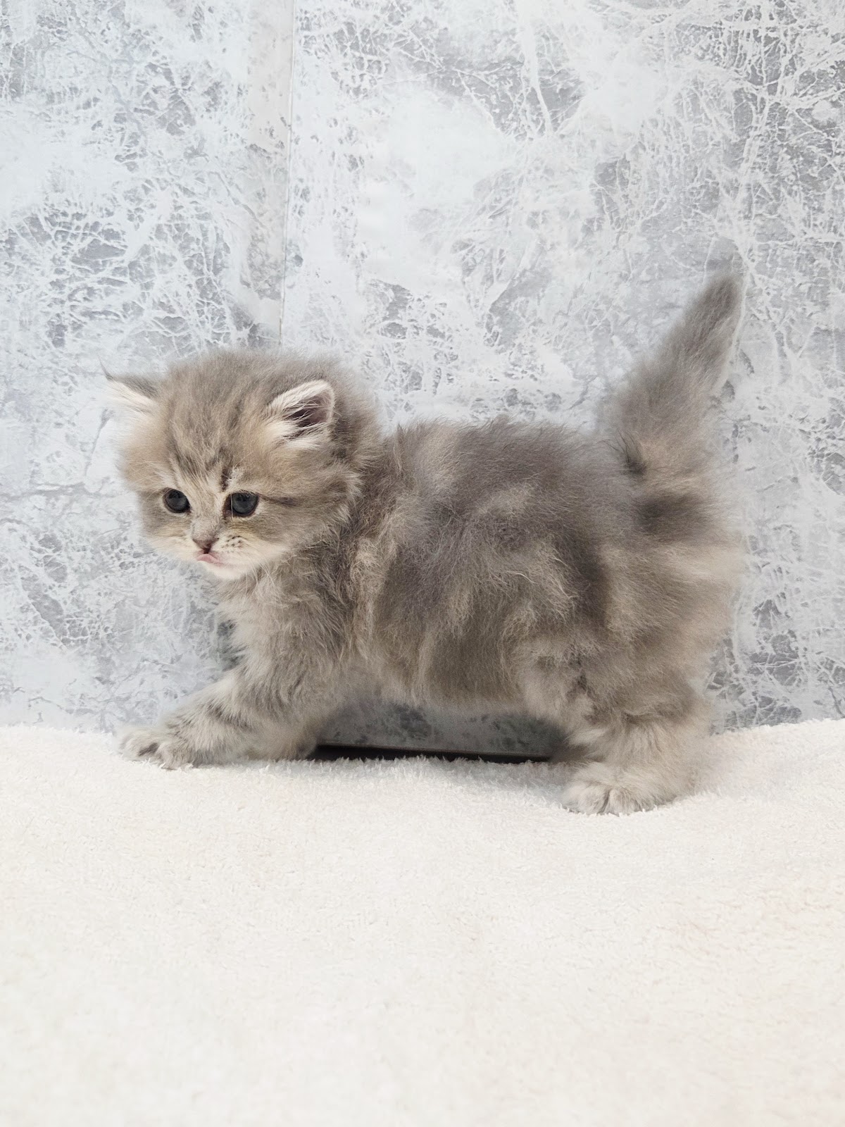 ラガマフィンの写真2