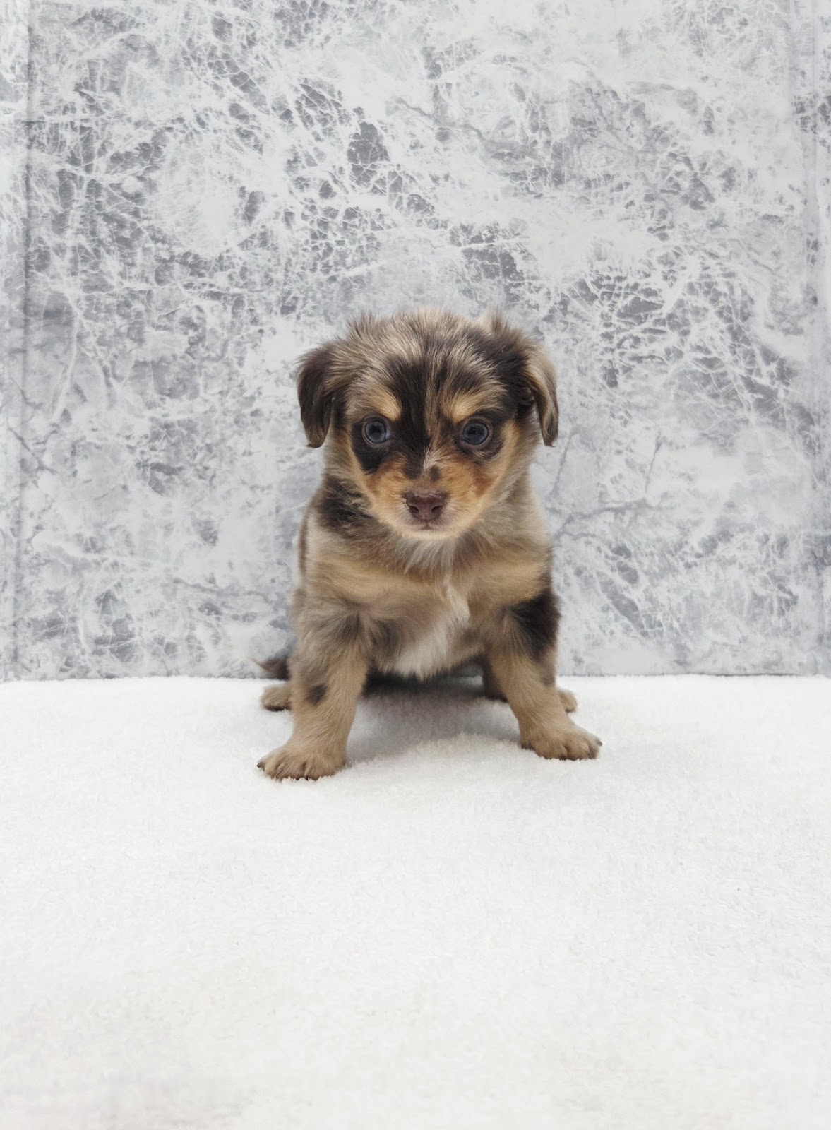 ダックスフンド×チワワの写真