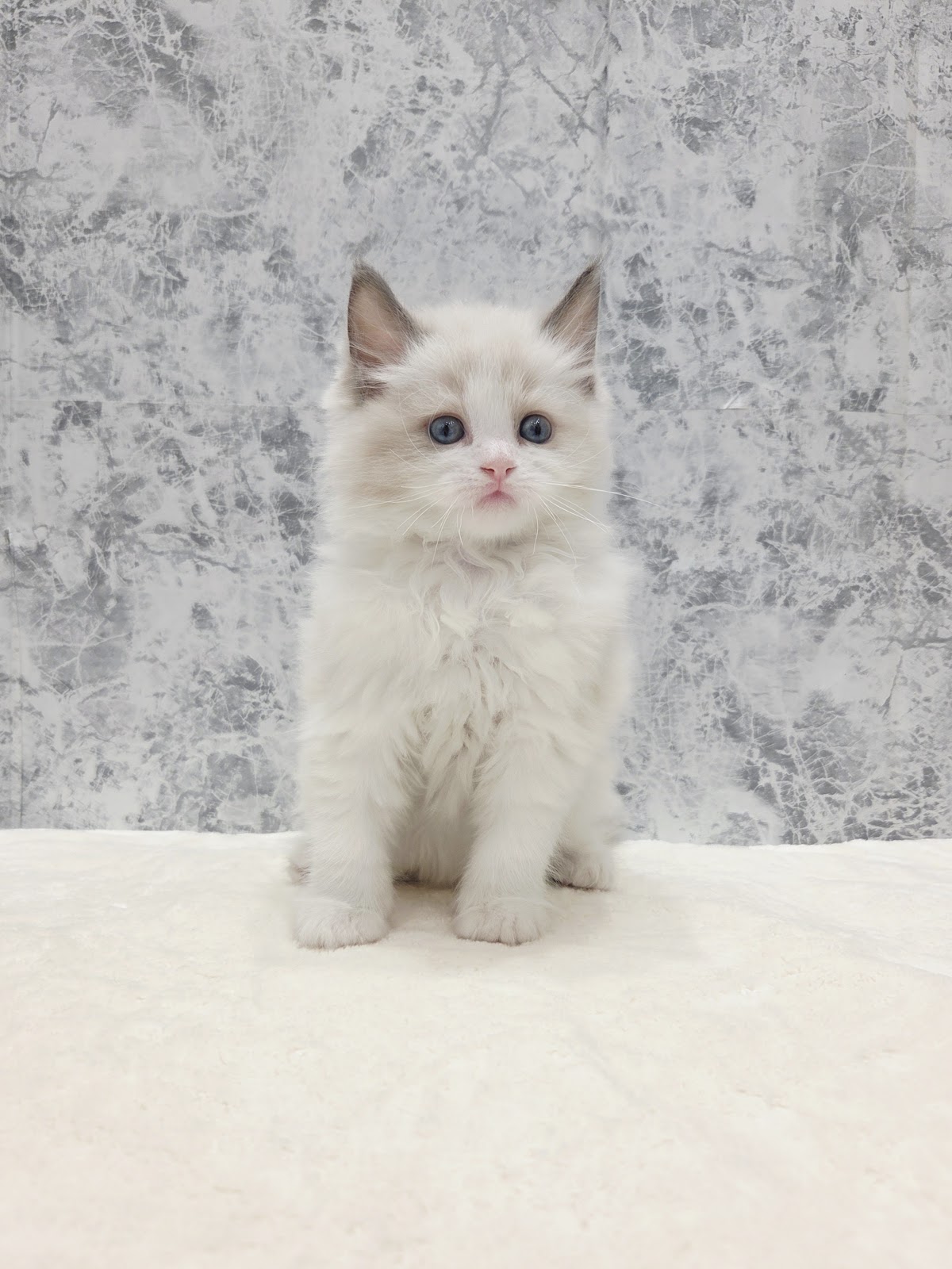 ラグドールの写真3