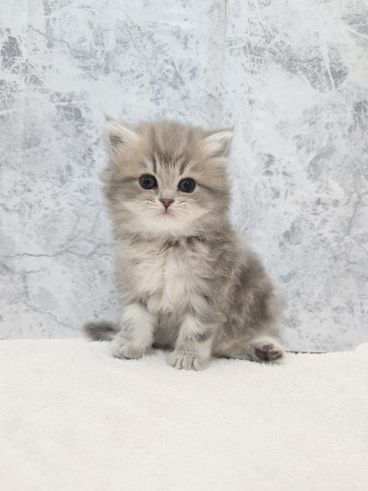 ラガマフィンの写真