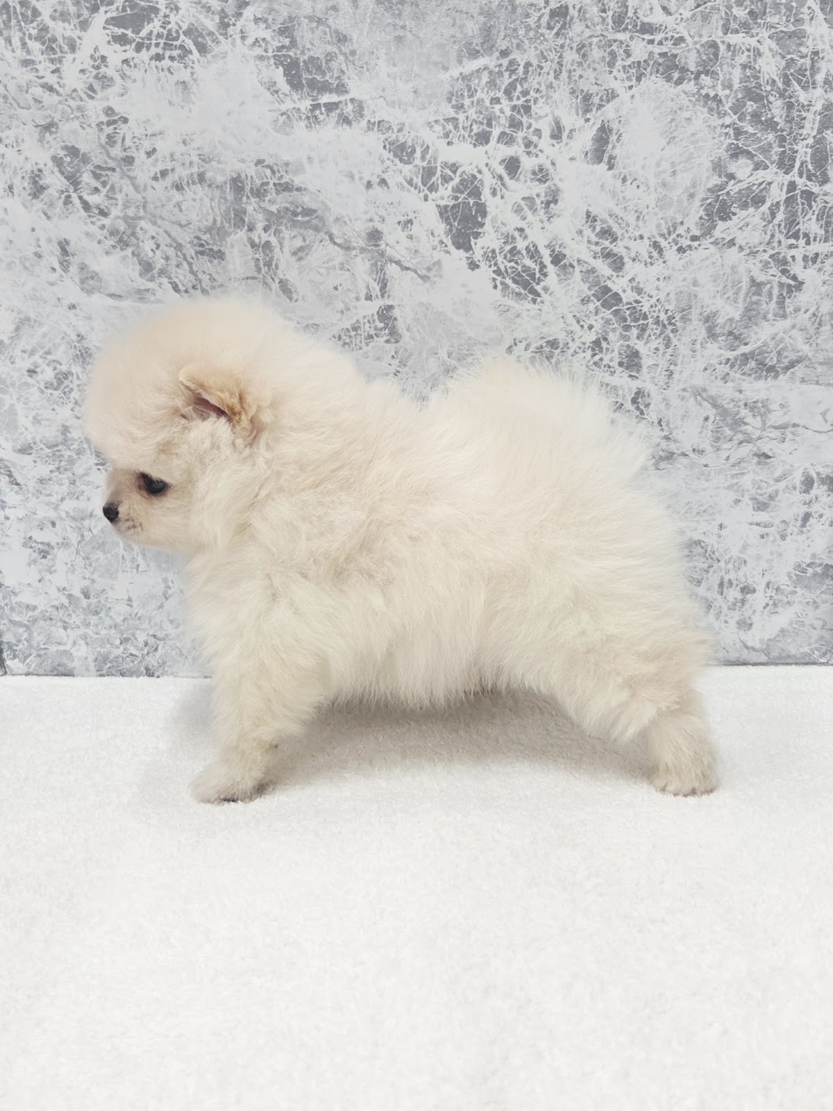 ポメラニアンの写真2