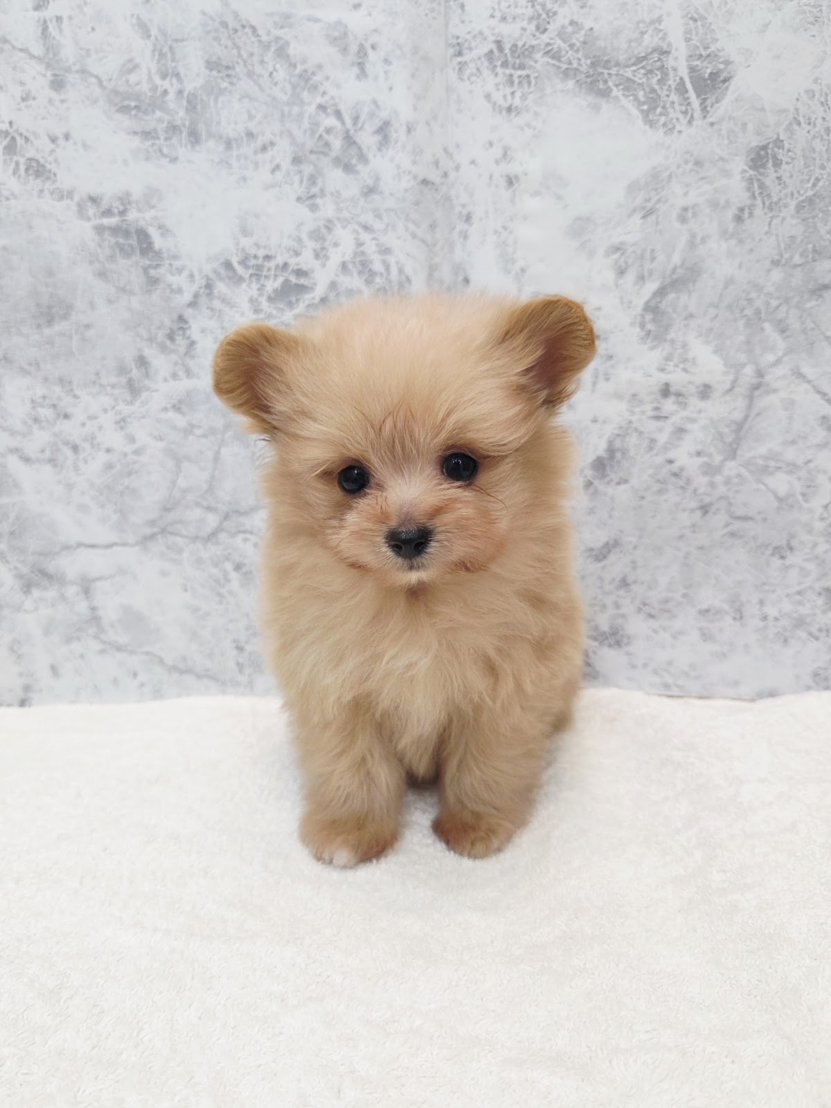 トイプードル×ポメラニアンの写真