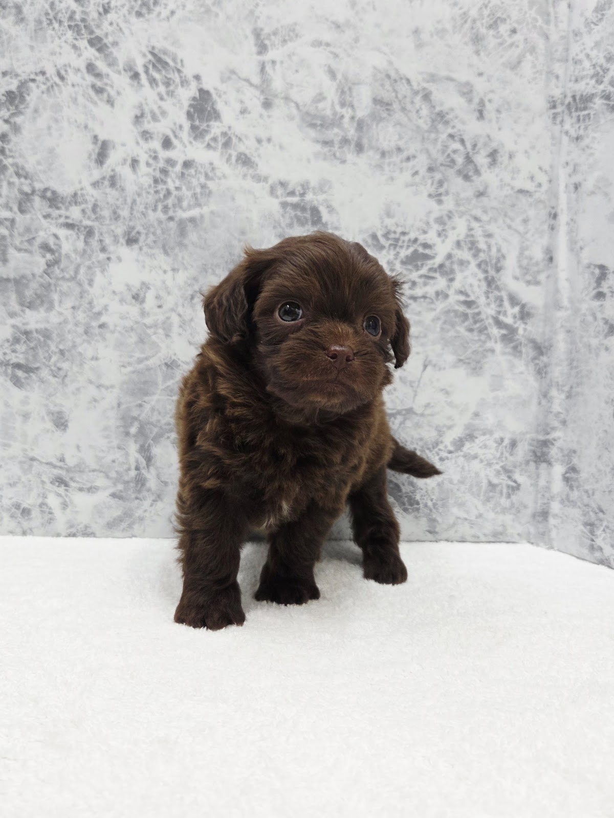 トイプードル×チワワの写真3