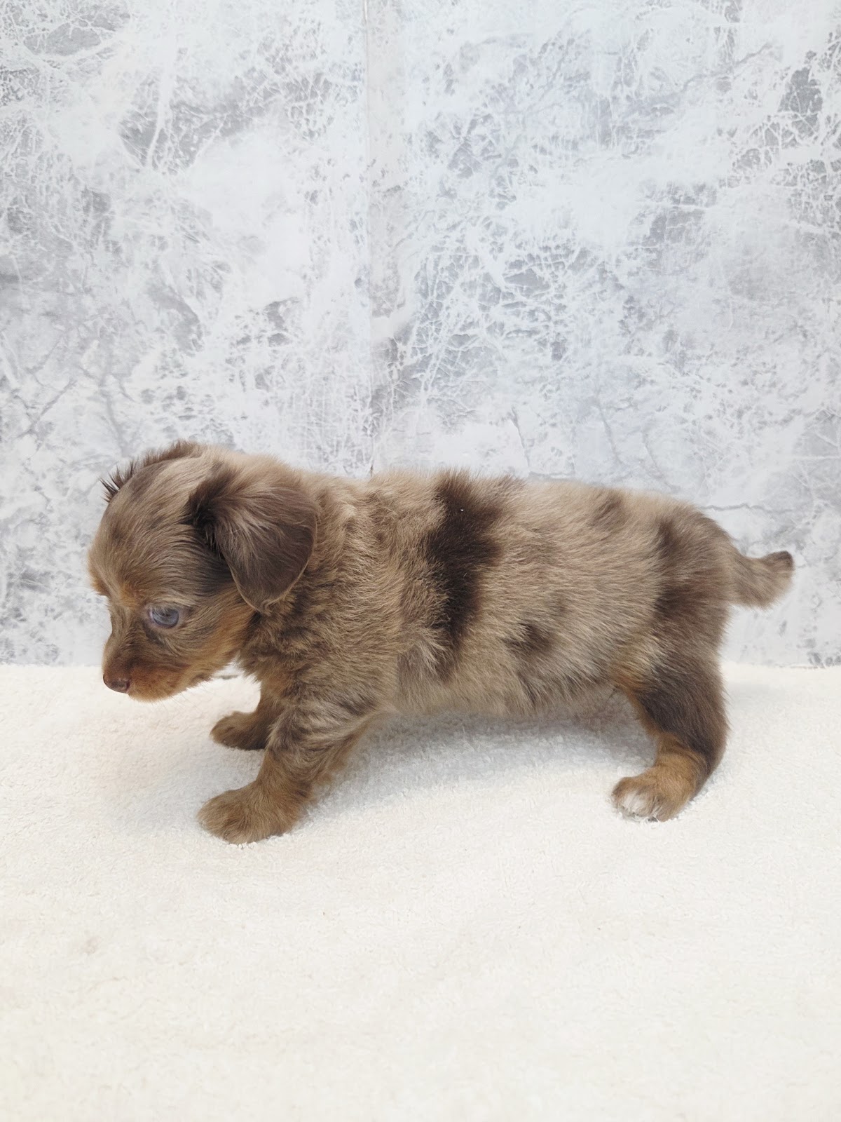 チワワ×カニーヘンダックスフンドの写真2