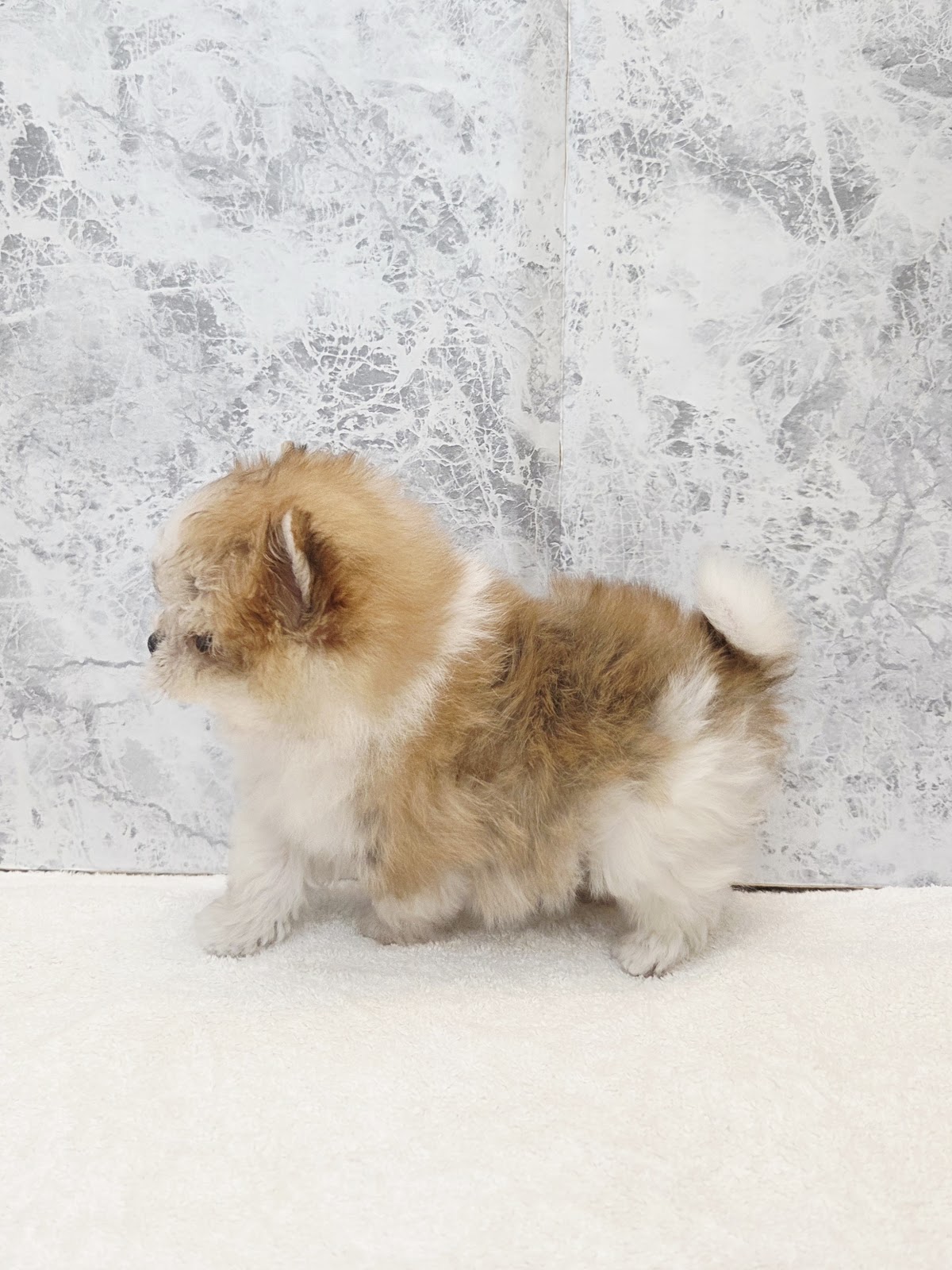 マルチーズ×ポメラニアンの写真2