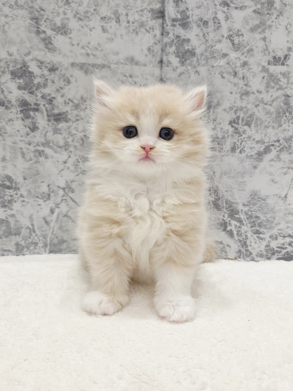 ラガマフィンの写真