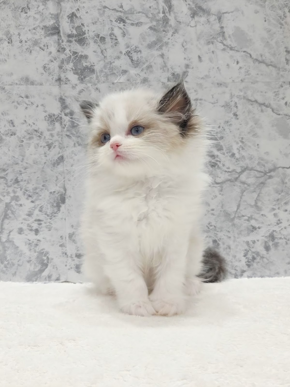 ラグドールの写真3