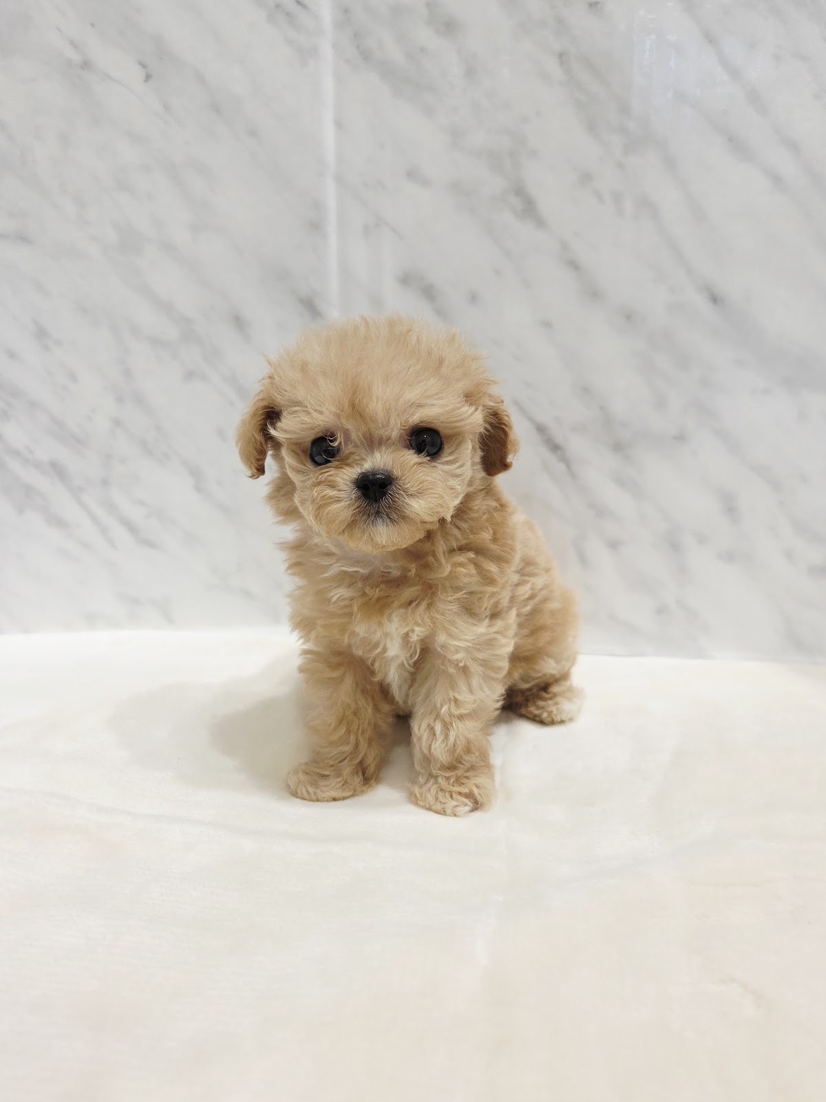 トイプードル×マルチーズ