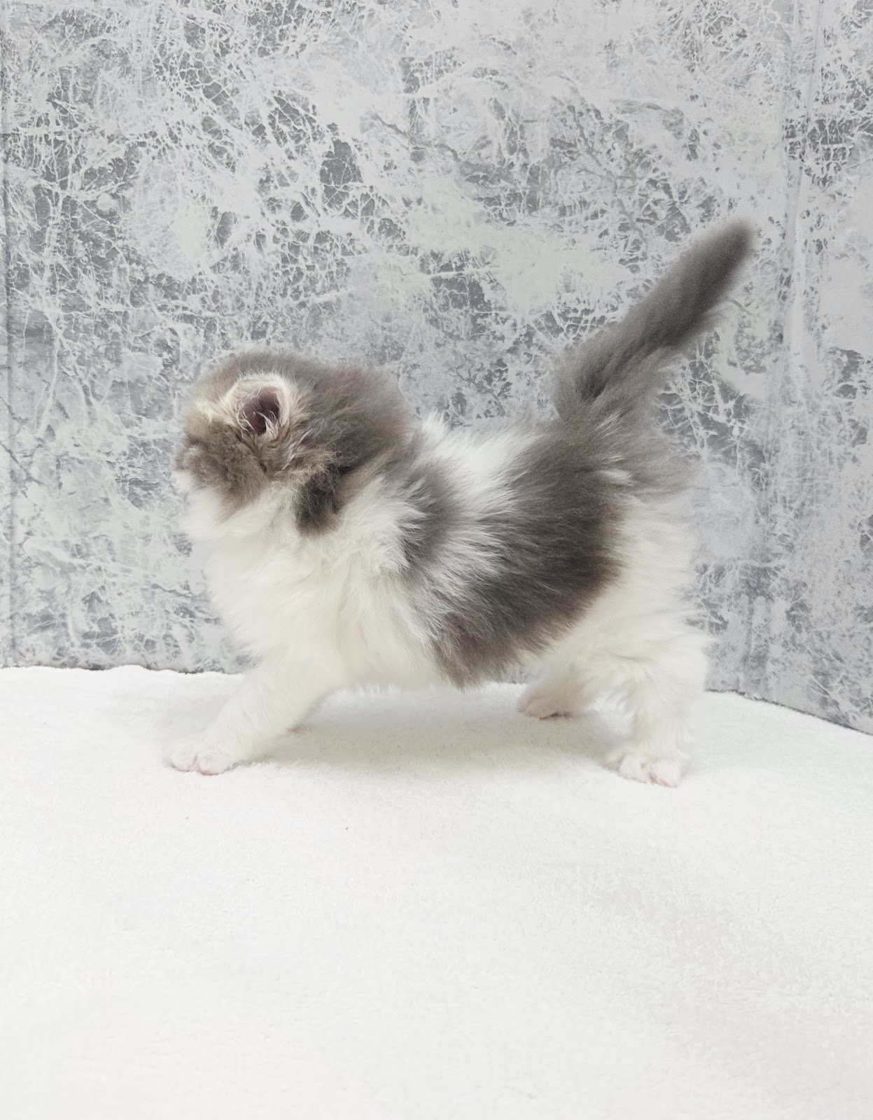 ラガマフィンの写真2