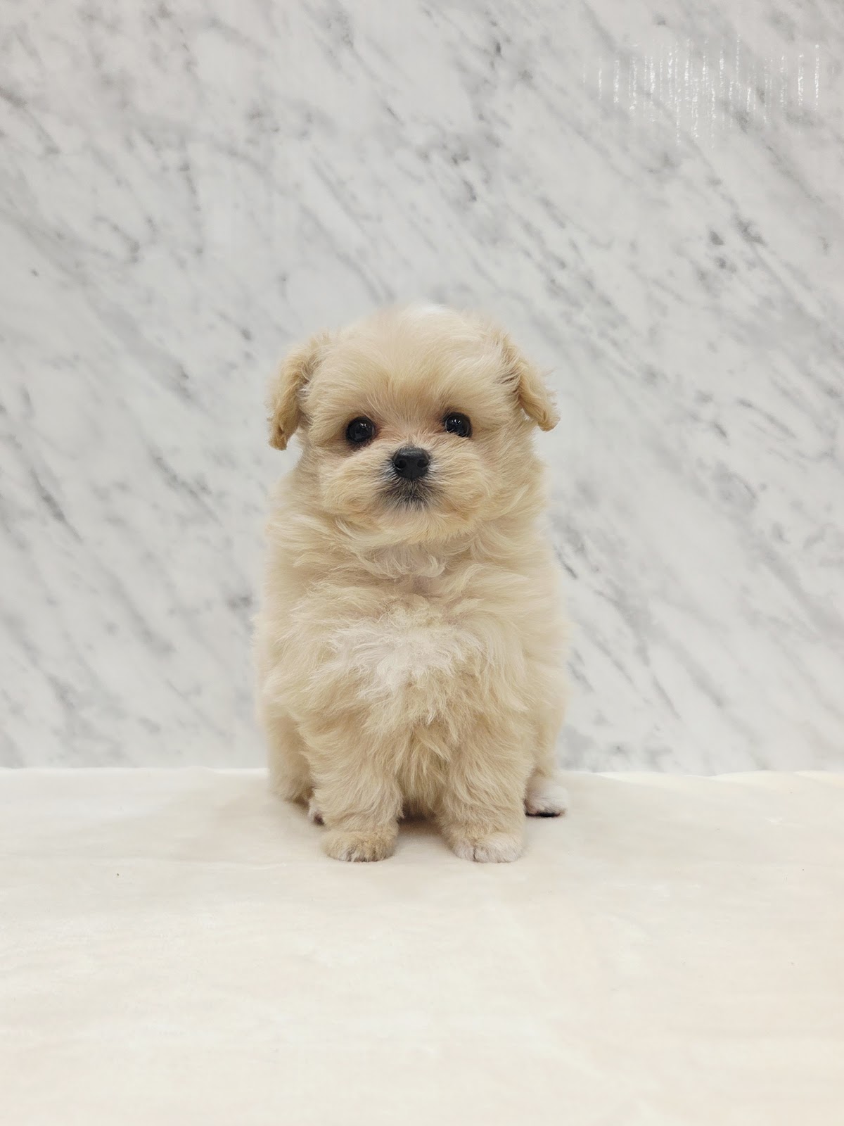 トイプードル×ポメラニアンの写真