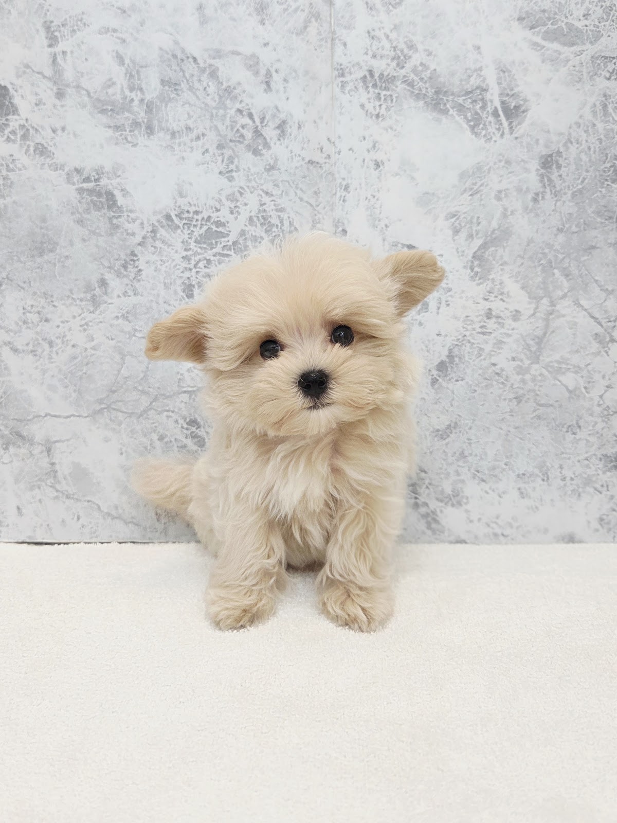 トイプードル×マルチーズの写真