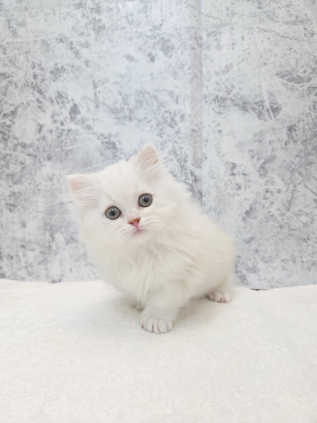 ミヌエットの写真