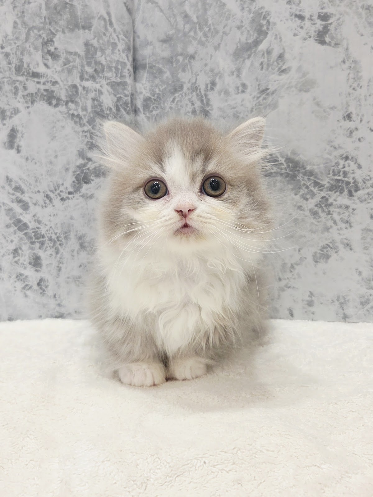 ミヌエットの写真