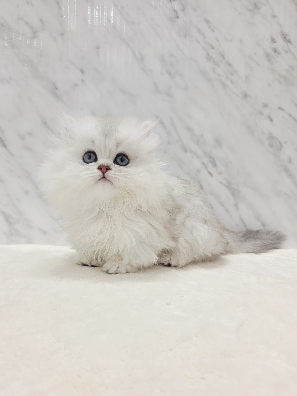 ミヌエットの写真3