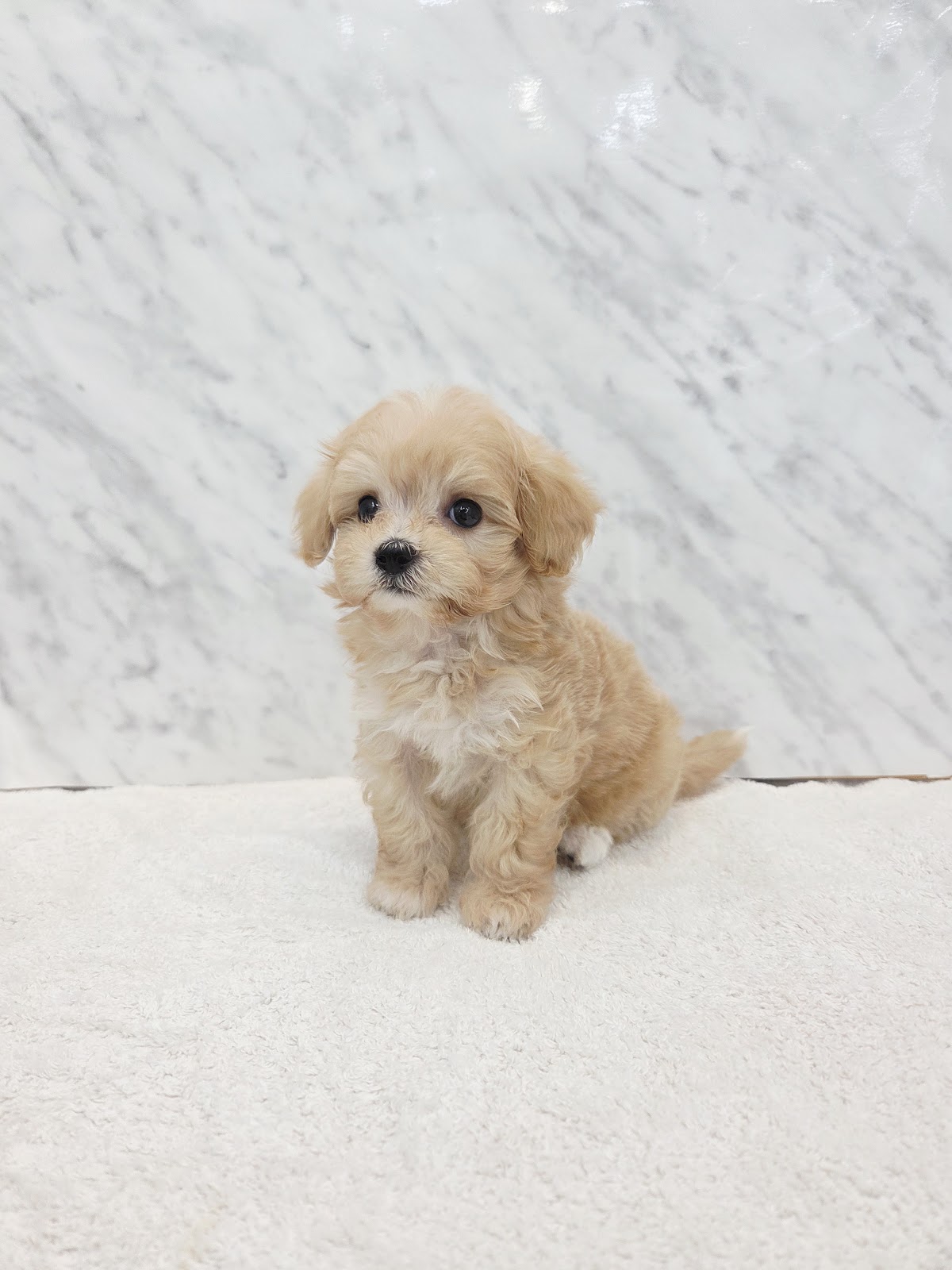 トイプードル×マルチーズの写真3