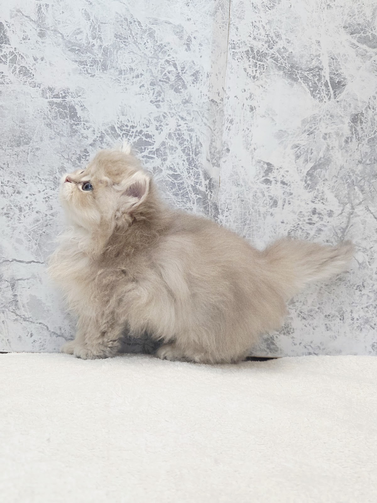 ペルシャの写真2