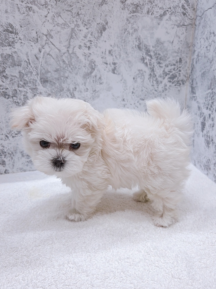 マルチーズの写真2