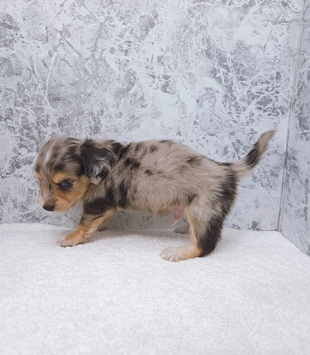 ミニチュアダックスフンド×チワワの写真2