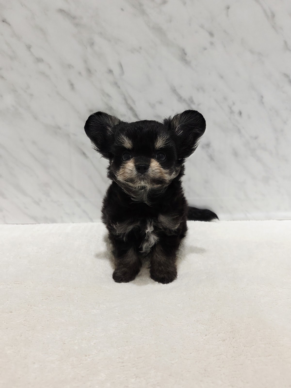 チワワ×ビションフリーゼの写真