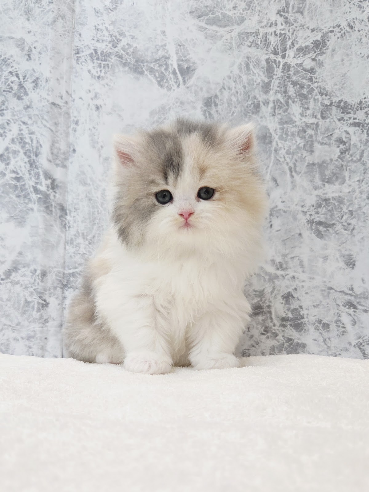 ブリティッシュロングヘアーの写真