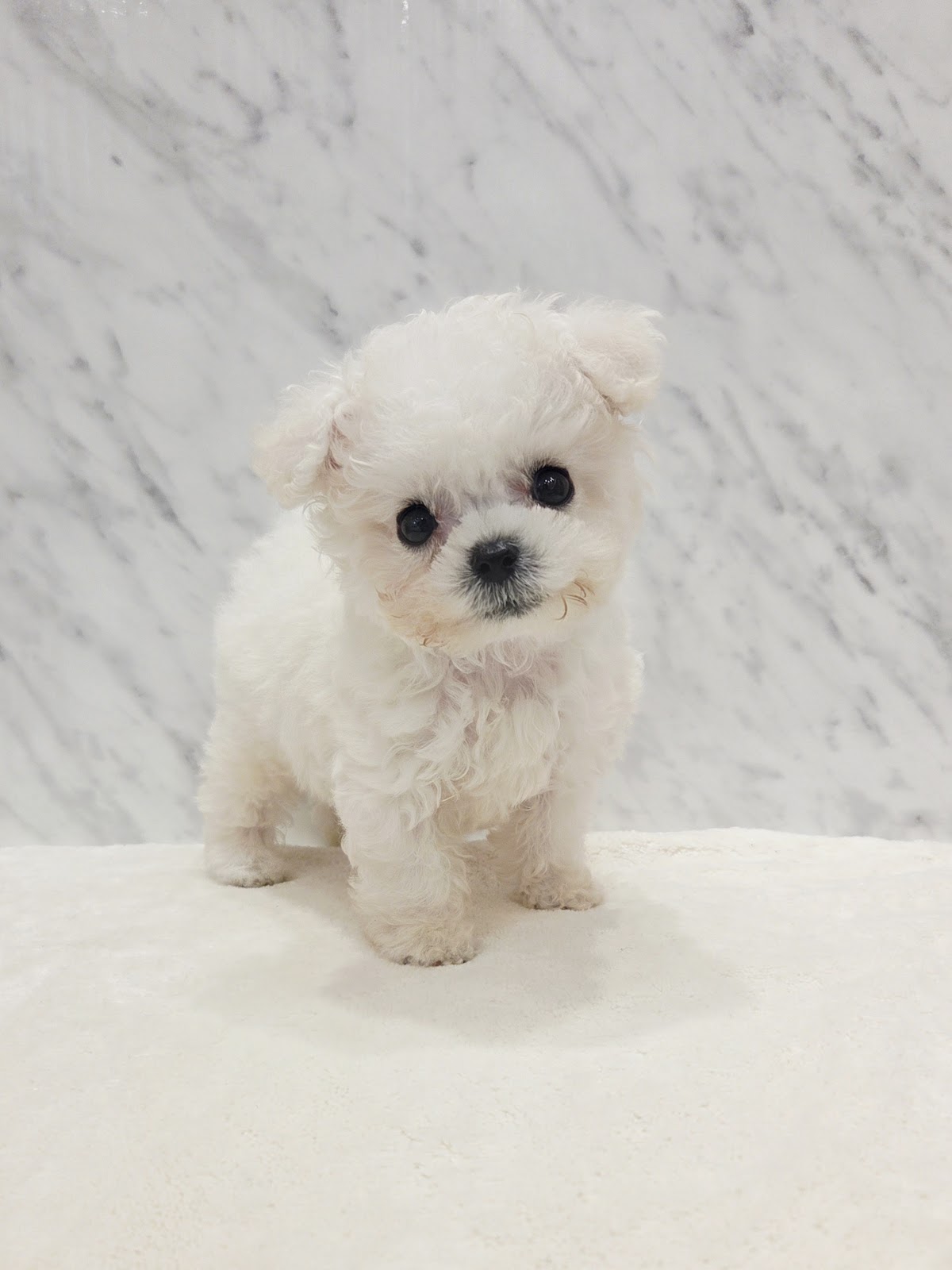 ビションフリーゼの写真3