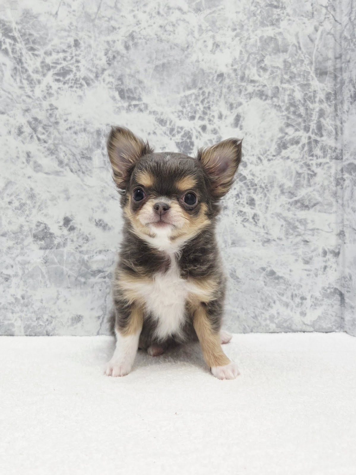 ロングコートチワワの写真3