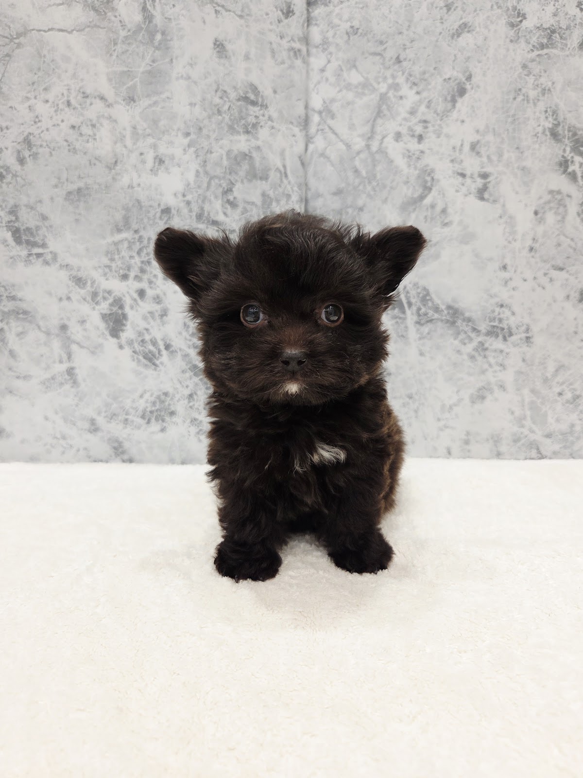 トイプードル×チワワの写真