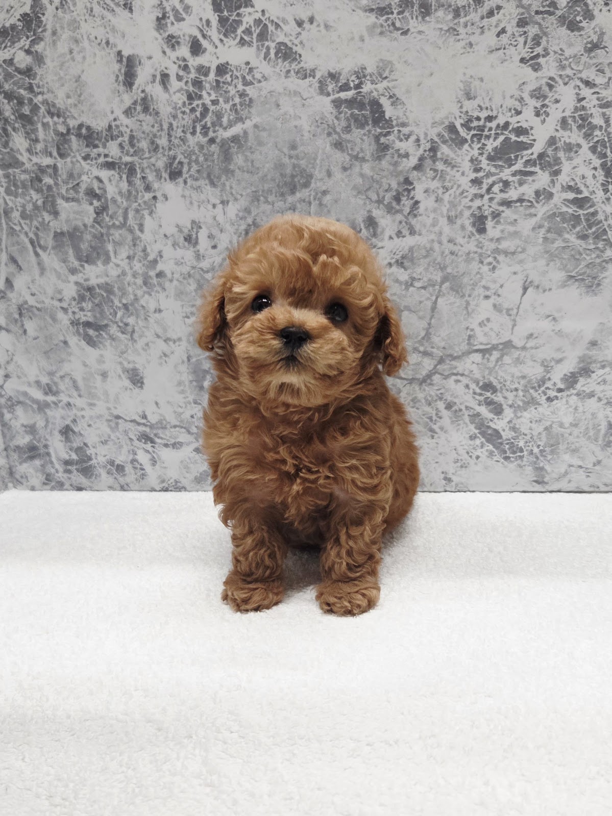 タイニープードル