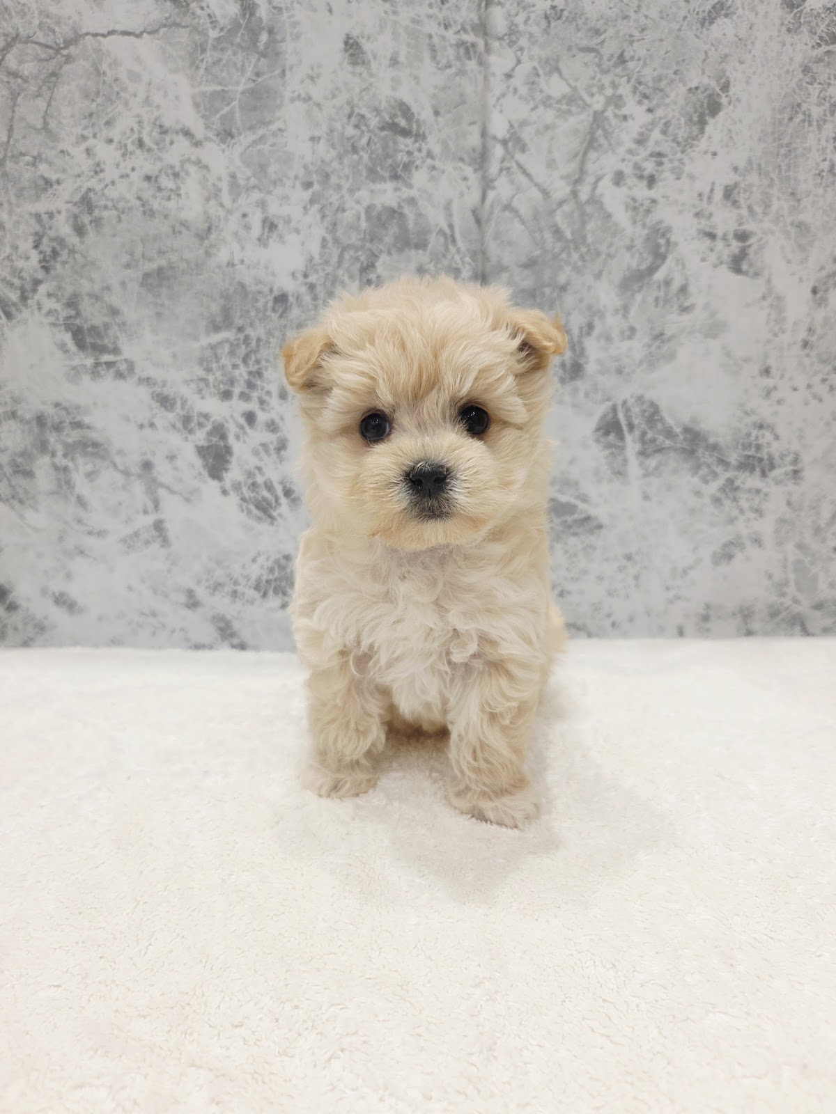 トイプードル×マルチーズの写真