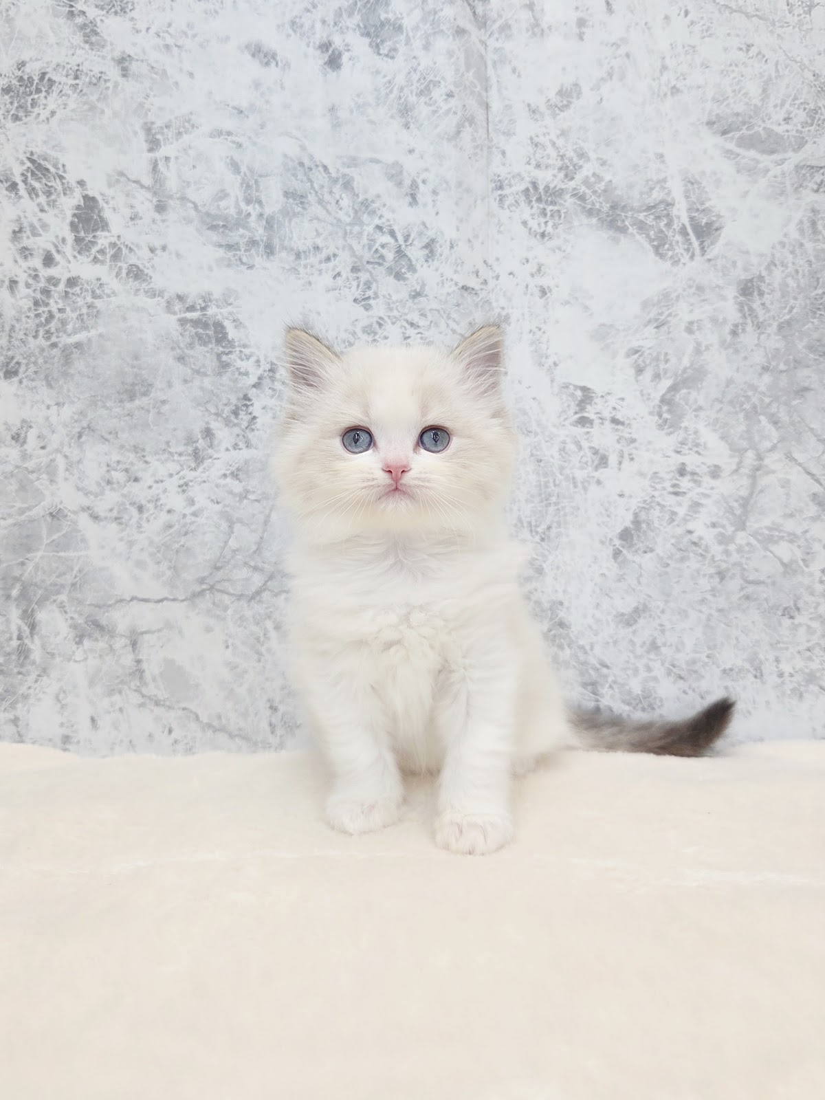 ラグドールの写真