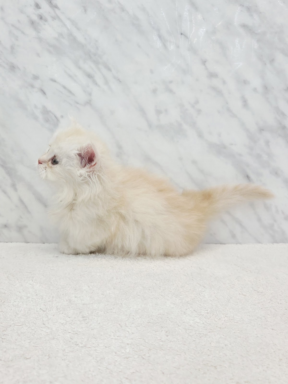 ミヌエットの写真2