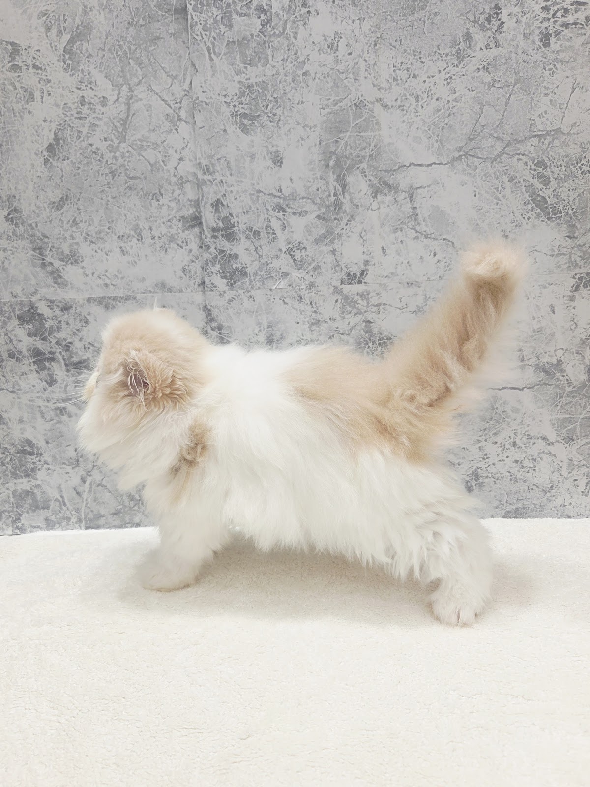 エキゾチックの写真2