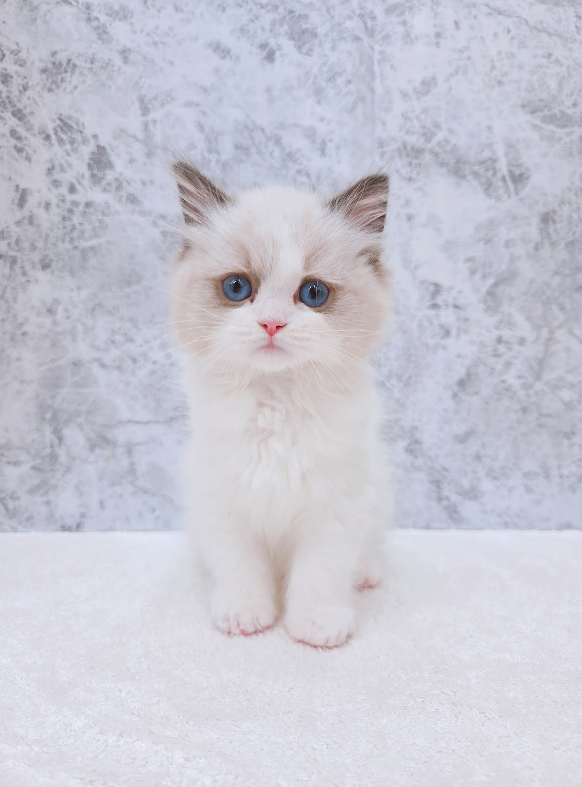 ラグドールの写真