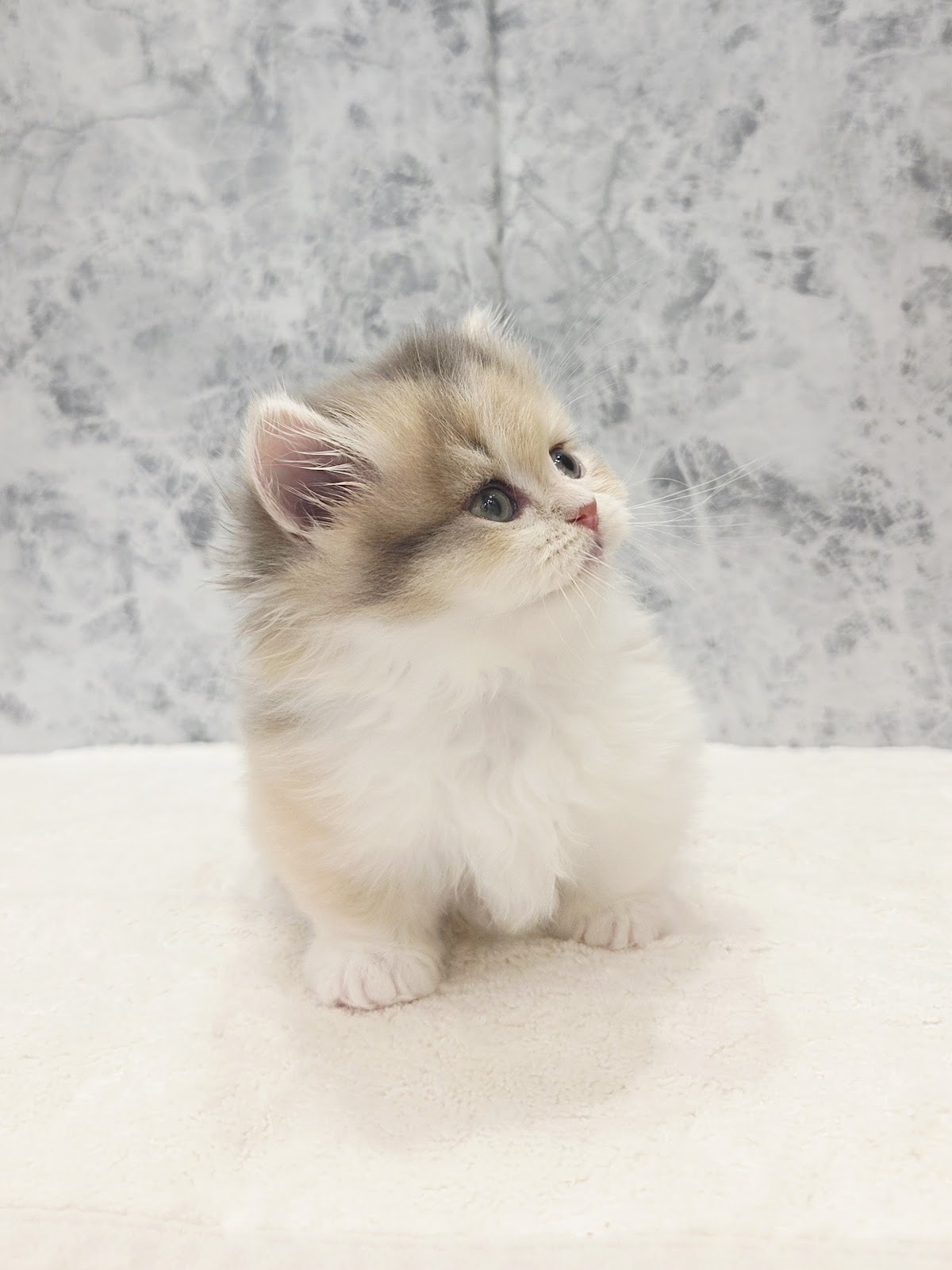 ミヌエットの写真3