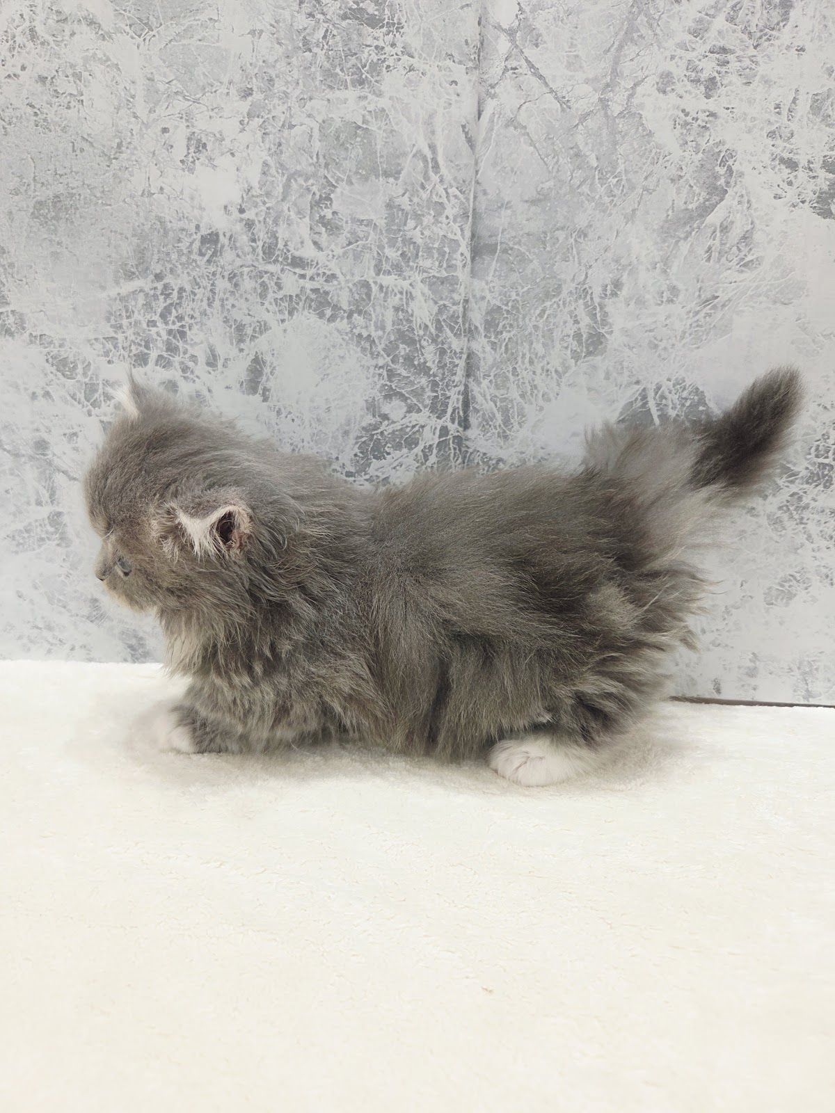 ミヌエットの写真2