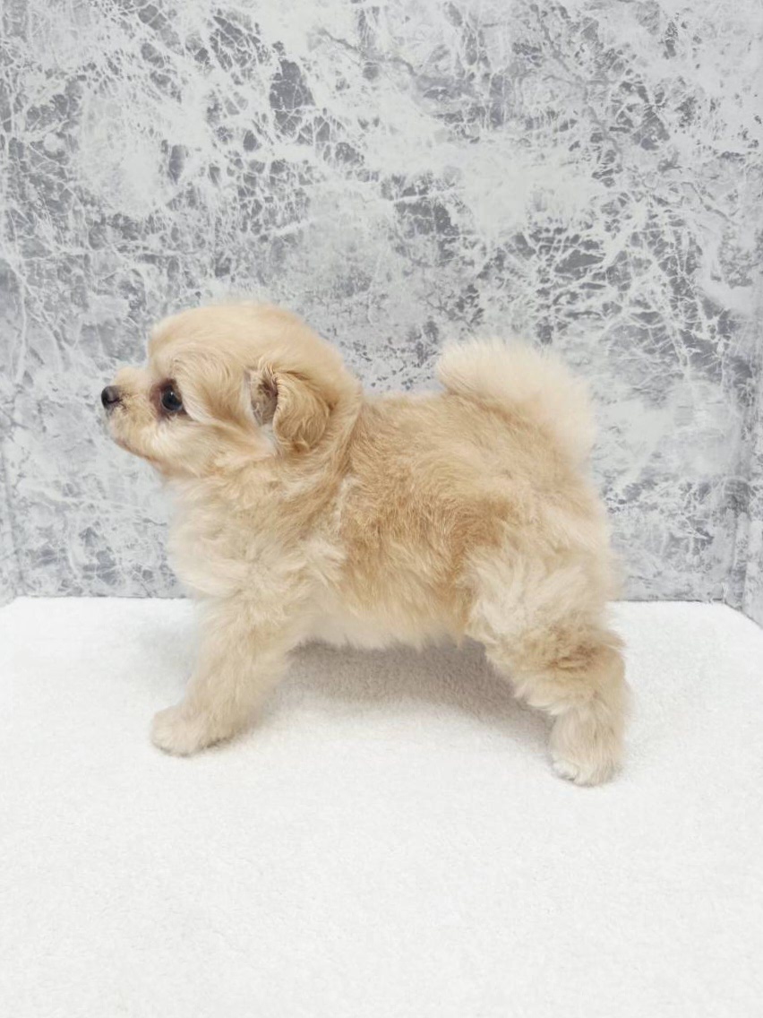 トイプードル×ポメラニアンの写真2