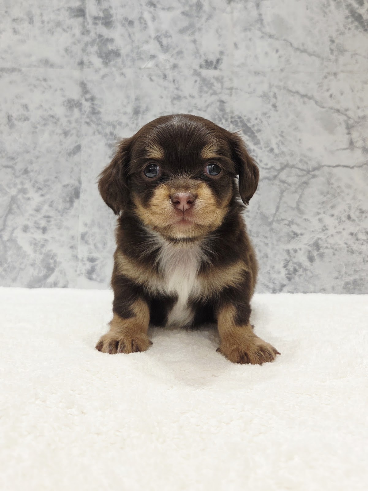 ダックスフンド×チワワの写真