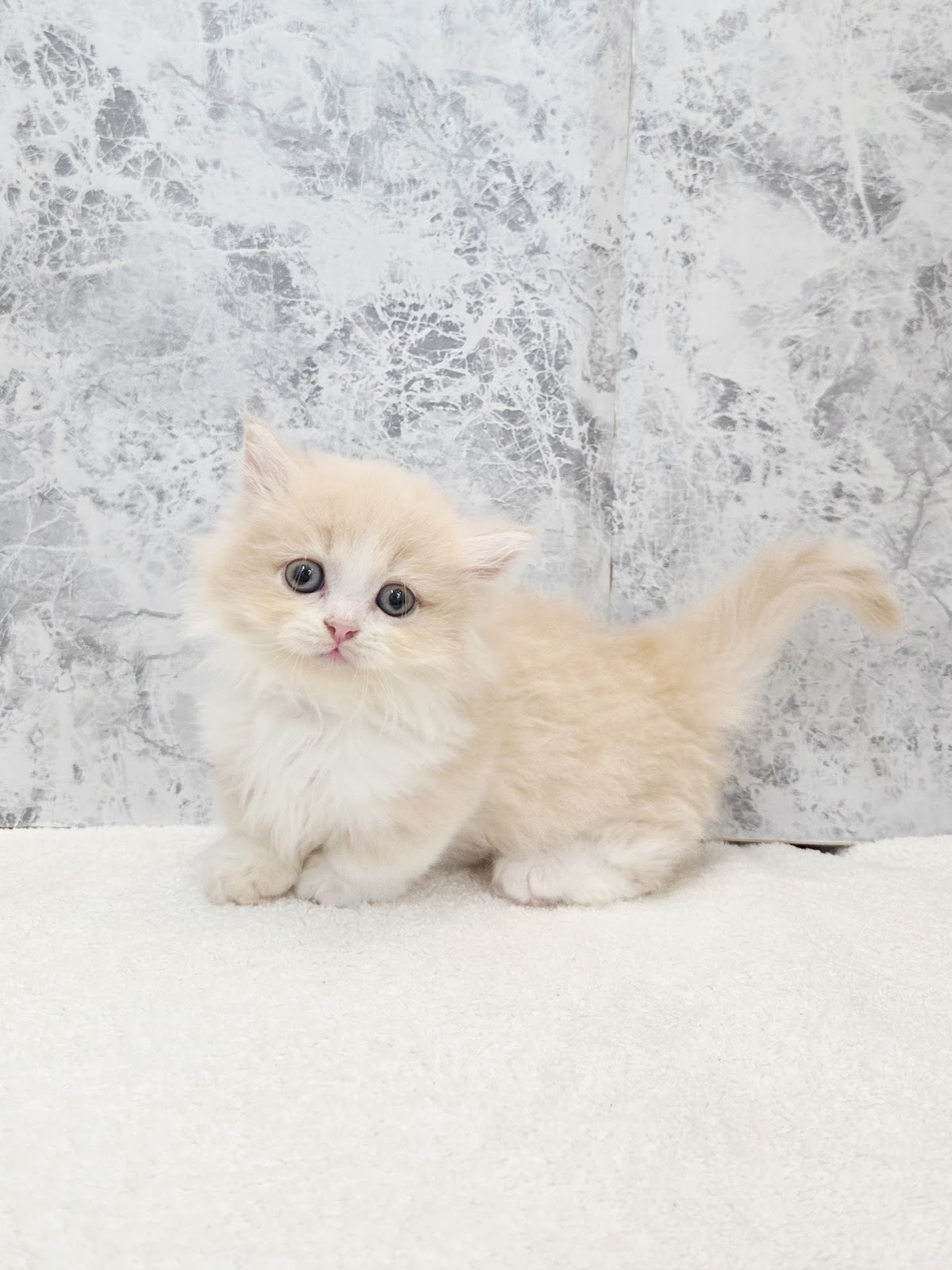 ミヌエットの写真3