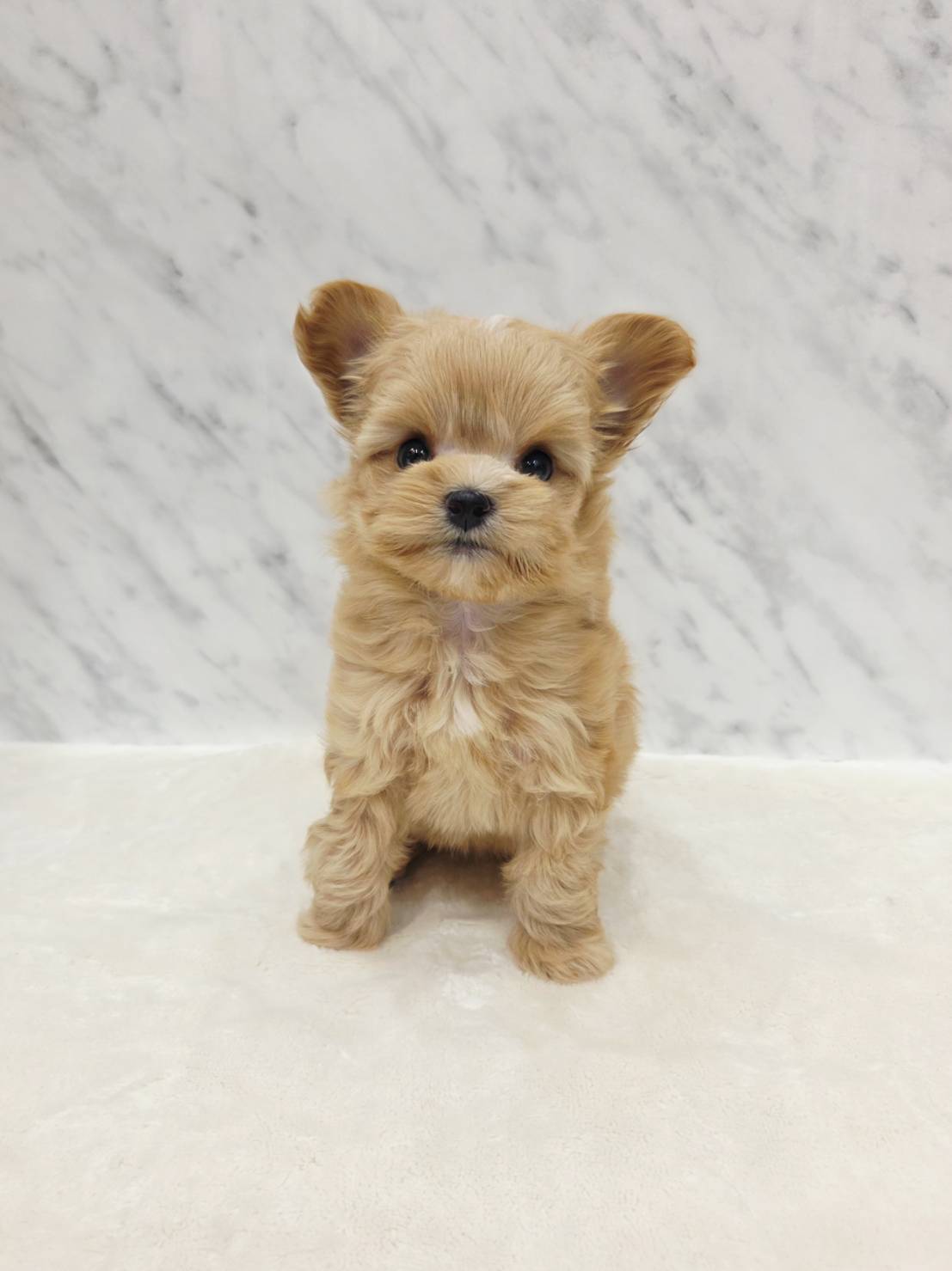 トイプードル×チワワの写真