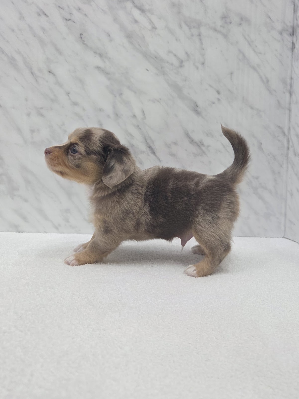 ダックスフンド×チワワの写真2